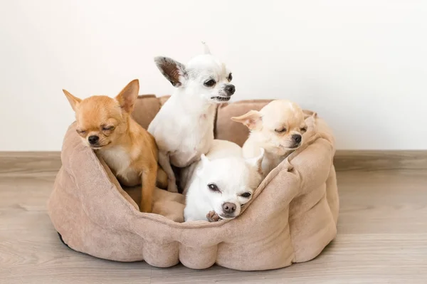 Cuatro lindos, lindos y hermosos cachorros mamíferos de raza doméstica chihuahua amigos sentados y acostados en la cama del perro sobre fondo blanco. Mascotas descansando, durmiendo en interiores. Animales patéticos graciosos. Rostros emocionales —  Fotos de Stock