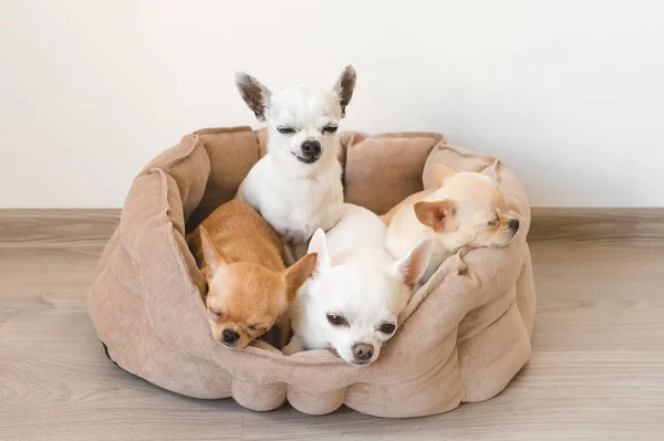 Cuatro lindos, lindos y hermosos cachorros mamíferos de raza doméstica chihuahua amigos sentados y acostados en la cama del perro sobre fondo blanco. Mascotas descansando, durmiendo en interiores. Animales patéticos graciosos. Rostros emocionales —  Fotos de Stock