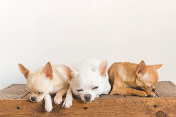 Tres pequeños, adorables, lindos cachorros domésticos mamíferos chihuahua amigos sentados y acostados en una caja de madera vintage. Mascotas interiores juntos durmiendo juntos. Patético retrato suave. Familia de perros felices . —  Fotos de Stock
