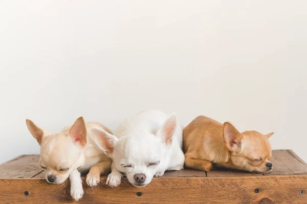 Tres pequeños, adorables, lindos cachorros domésticos mamíferos chihuahua amigos sentados y acostados en una caja de madera vintage. Mascotas interiores juntos durmiendo juntos. Patético retrato suave. Familia de perros felices . —  Fotos de Stock