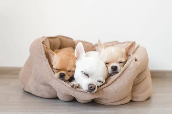 Portre sevimli, sevimli yerli doğurmak memeli chihuahua kukla arkadaşlar yalan, köpek yatakta rahatlatıcı. Dinlenme, yatmaya evcil hayvan. Zavallı ve duygusal portre. Köpek kulaklar, gözler ve yüzler
