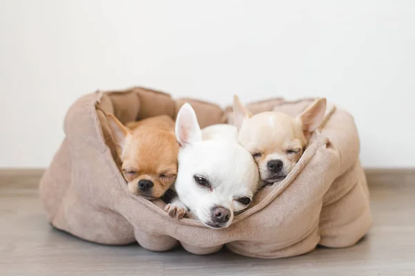 Primer plano de encantadora, linda raza doméstica mamífero chihuahua cachorros amigos acostados, relajarse en la cama del perro. Mascotas descansando, durmiendo juntas. Retrato patético y emocional. Orejas, ojos y caras de perro —  Fotos de Stock