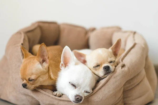 Primer plano de encantadora, linda raza doméstica mamífero chihuahua cachorros amigos acostados, relajarse en la cama del perro. Mascotas descansando, durmiendo juntas. Retrato patético y emocional. Orejas, ojos y caras de perro —  Fotos de Stock