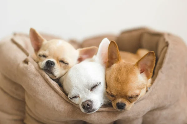 Portre sevimli, sevimli yerli doğurmak memeli chihuahua kukla arkadaşlar yalan, köpek yatakta rahatlatıcı. Dinlenme, yatmaya evcil hayvan. Zavallı ve duygusal portre. Köpek kulaklar, gözler ve yüzler