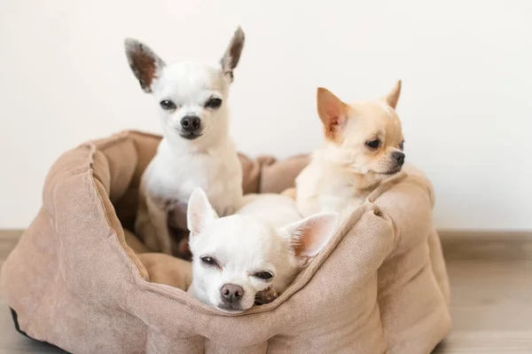 Cuatro lindos, lindos y hermosos cachorros mamíferos de raza doméstica chihuahua amigos sentados y acostados en la cama del perro sobre fondo blanco. Mascotas descansando, durmiendo en interiores. Animales patéticos graciosos. Rostros emocionales —  Fotos de Stock