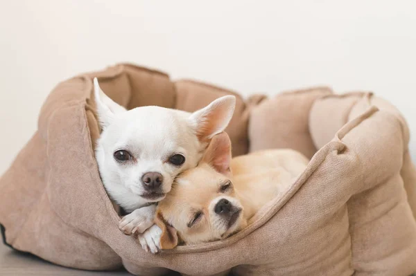 Dos lindos, lindos y hermosos cachorros mamíferos de raza doméstica chihuahua amigos acostados, relajándose en la cama del perro. Mascotas descansando, durmiendo juntas. Retrato patético y emocional. Padre e hija foto . —  Fotos de Stock