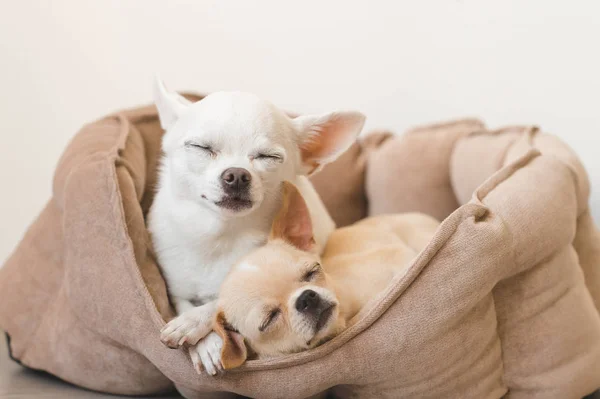 Dos lindos, lindos y hermosos cachorros mamíferos de raza doméstica chihuahua amigos acostados, relajándose en la cama del perro. Mascotas descansando, durmiendo juntas. Retrato patético y emocional. Padre e hija foto . —  Fotos de Stock
