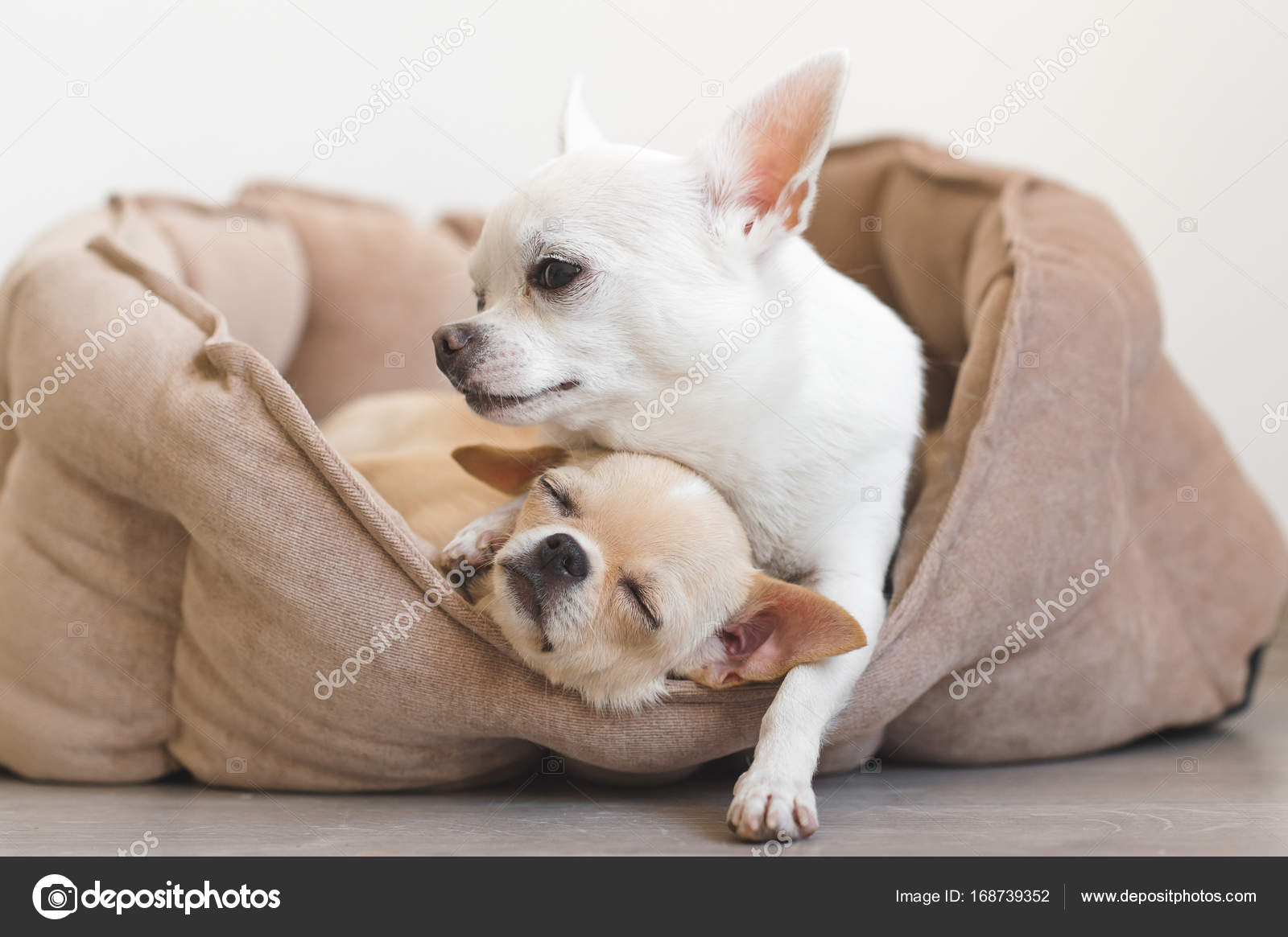 Dos lindos, lindos y hermosos cachorros mamíferos de raza doméstica  chihuahua amigos acostados, relajándose en la, image size:1600x1165
