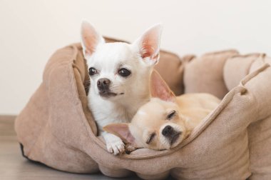 Yalan, köpek yatakta rahatlatıcı iki güzel, sevimli ve güzel yerli doğurmak memeli chihuahua kukla arkadaş. Dinlenme, yatmaya evcil hayvan. Zavallı ve duygusal portre. Baba ve kızı fotoğraf.