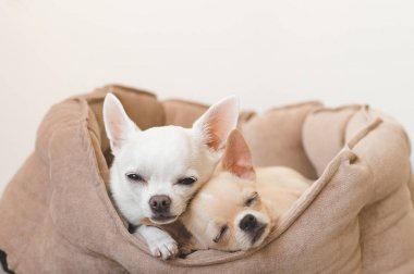 Yalan, köpek yatakta rahatlatıcı iki güzel, sevimli ve güzel yerli doğurmak memeli chihuahua kukla arkadaş. Dinlenme, yatmaya evcil hayvan. Zavallı ve duygusal portre. Baba ve kızı fotoğraf.