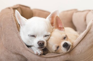 Yalan, köpek yatakta rahatlatıcı iki güzel, sevimli ve güzel yerli doğurmak memeli chihuahua kukla arkadaş. Dinlenme, yatmaya evcil hayvan. Zavallı ve duygusal portre. Baba ve kızı fotoğraf.