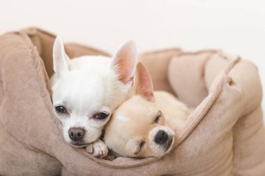Yalan, köpek yatakta rahatlatıcı iki güzel, sevimli ve güzel yerli doğurmak memeli chihuahua kukla arkadaş. Dinlenme, yatmaya evcil hayvan. Zavallı ve duygusal portre. Baba ve kızı fotoğraf.