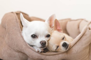 Yalan, köpek yatakta rahatlatıcı iki güzel, sevimli ve güzel yerli doğurmak memeli chihuahua kukla arkadaş. Dinlenme, yatmaya evcil hayvan. Zavallı ve duygusal portre. Baba ve kızı fotoğraf.