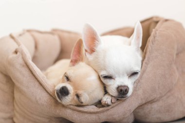 Yalan, köpek yatakta rahatlatıcı iki güzel, sevimli ve güzel yerli doğurmak memeli chihuahua kukla arkadaş. Dinlenme, yatmaya evcil hayvan. Zavallı ve duygusal portre. Baba ve kızı fotoğraf.