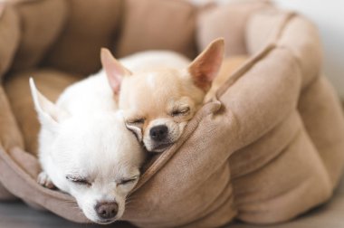 Yalan, köpek yatakta rahatlatıcı iki güzel, sevimli ve güzel yerli doğurmak memeli chihuahua kukla arkadaş. Dinlenme, yatmaya evcil hayvan. Zavallı ve duygusal portre. Baba ve kızı fotoğraf.