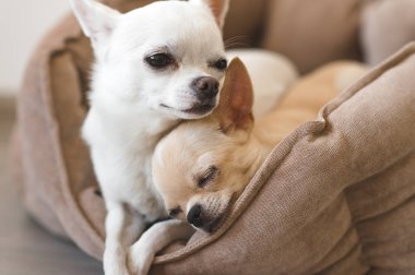 Yalan, köpek yatakta rahatlatıcı iki güzel, sevimli ve güzel yerli doğurmak memeli chihuahua kukla arkadaş. Dinlenme, yatmaya evcil hayvan. Zavallı ve duygusal portre. Baba ve kızı fotoğraf.