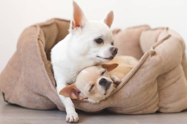 Yalan, köpek yatakta rahatlatıcı iki güzel, sevimli ve güzel yerli doğurmak memeli chihuahua kukla arkadaş. Dinlenme, yatmaya evcil hayvan. Zavallı ve duygusal portre. Baba hugs liitle kız