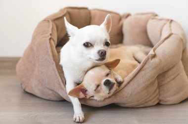 Yalan, köpek yatakta rahatlatıcı iki güzel, sevimli ve güzel yerli doğurmak memeli chihuahua kukla arkadaş. Dinlenme, yatmaya evcil hayvan. Zavallı ve duygusal portre. Baba hugs liitle kız