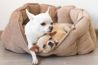 Yalan, köpek yatakta rahatlatıcı iki güzel, sevimli ve güzel yerli doğurmak memeli chihuahua kukla arkadaş. Dinlenme, yatmaya evcil hayvan. Zavallı ve duygusal portre. Baba hugs liitle kız
