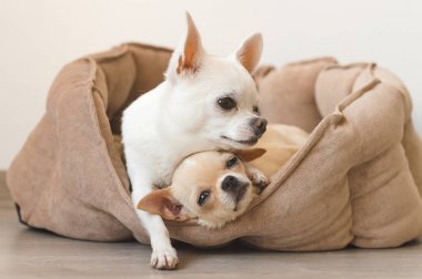 Yalan, köpek yatakta rahatlatıcı iki güzel, sevimli ve güzel yerli doğurmak memeli chihuahua kukla arkadaş. Dinlenme, yatmaya evcil hayvan. Zavallı ve duygusal portre. Baba hugs liitle kız