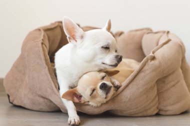 Yalan, köpek yatakta rahatlatıcı iki güzel, sevimli ve güzel yerli doğurmak memeli chihuahua kukla arkadaş. Dinlenme, yatmaya evcil hayvan. Zavallı ve duygusal portre. Baba hugs liitle kız