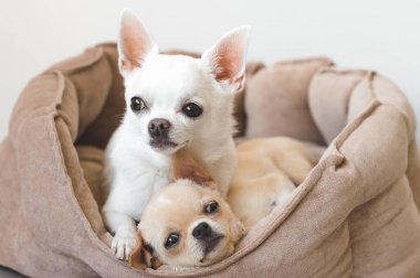 Yalan, köpek yatakta rahatlatıcı iki güzel, sevimli ve güzel yerli doğurmak memeli chihuahua kukla arkadaş. Dinlenme, yatmaya evcil hayvan. Zavallı ve duygusal portre. Baba hugs liitle kız