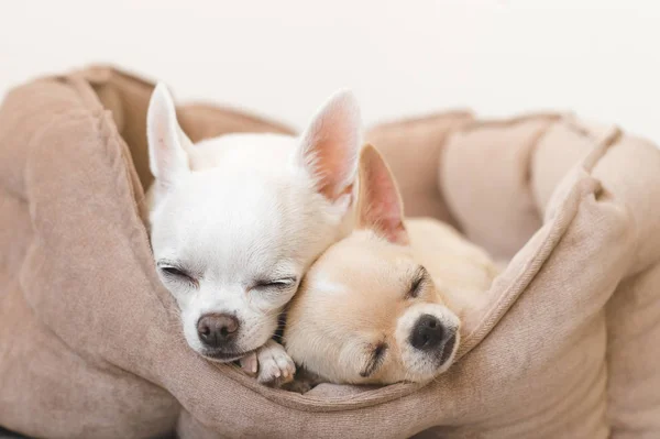 Dos lindos, lindos y hermosos cachorros mamíferos de raza doméstica chihuahua amigos acostados, relajándose en la cama del perro. Mascotas descansando, durmiendo juntas. Retrato patético y emocional. Padre e hija foto . —  Fotos de Stock