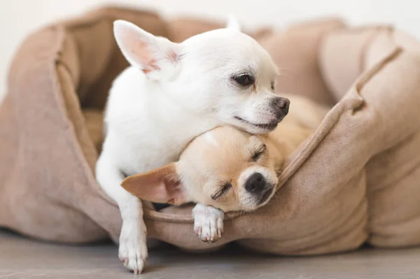 Dois adorável, bonito e bonito doméstico raça mamífero chihuahua cachorros amigos deitado, relaxante na cama do cão. Animais de estimação a descansar, a dormir juntos. Retrato patético e emocional. Pai e filha foto . — Fotografia de Stock