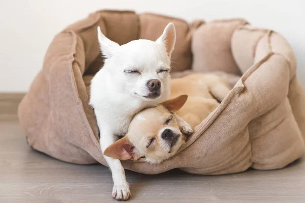 Dos lindos, lindos y hermosos cachorros mamíferos de raza doméstica chihuahua amigos acostados, relajándose en la cama del perro. Mascotas descansando, durmiendo juntas. Retrato patético y emocional. Padre abraza liitle hija —  Fotos de Stock