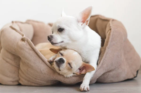 Dos lindos, lindos y hermosos cachorros mamíferos de raza doméstica chihuahua amigos acostados, relajándose en la cama del perro. Mascotas descansando, durmiendo juntas. Retrato patético y emocional. Padre abraza liitle hija —  Fotos de Stock