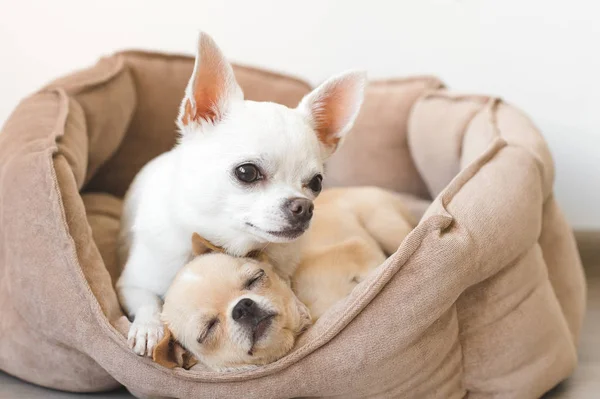 Dois adorável, bonito e bonito doméstico raça mamífero chihuahua cachorros amigos deitado, relaxante na cama do cão. Animais de estimação a descansar, a dormir juntos. Retrato patético e emocional. Pai abraços liitle filha — Fotografia de Stock