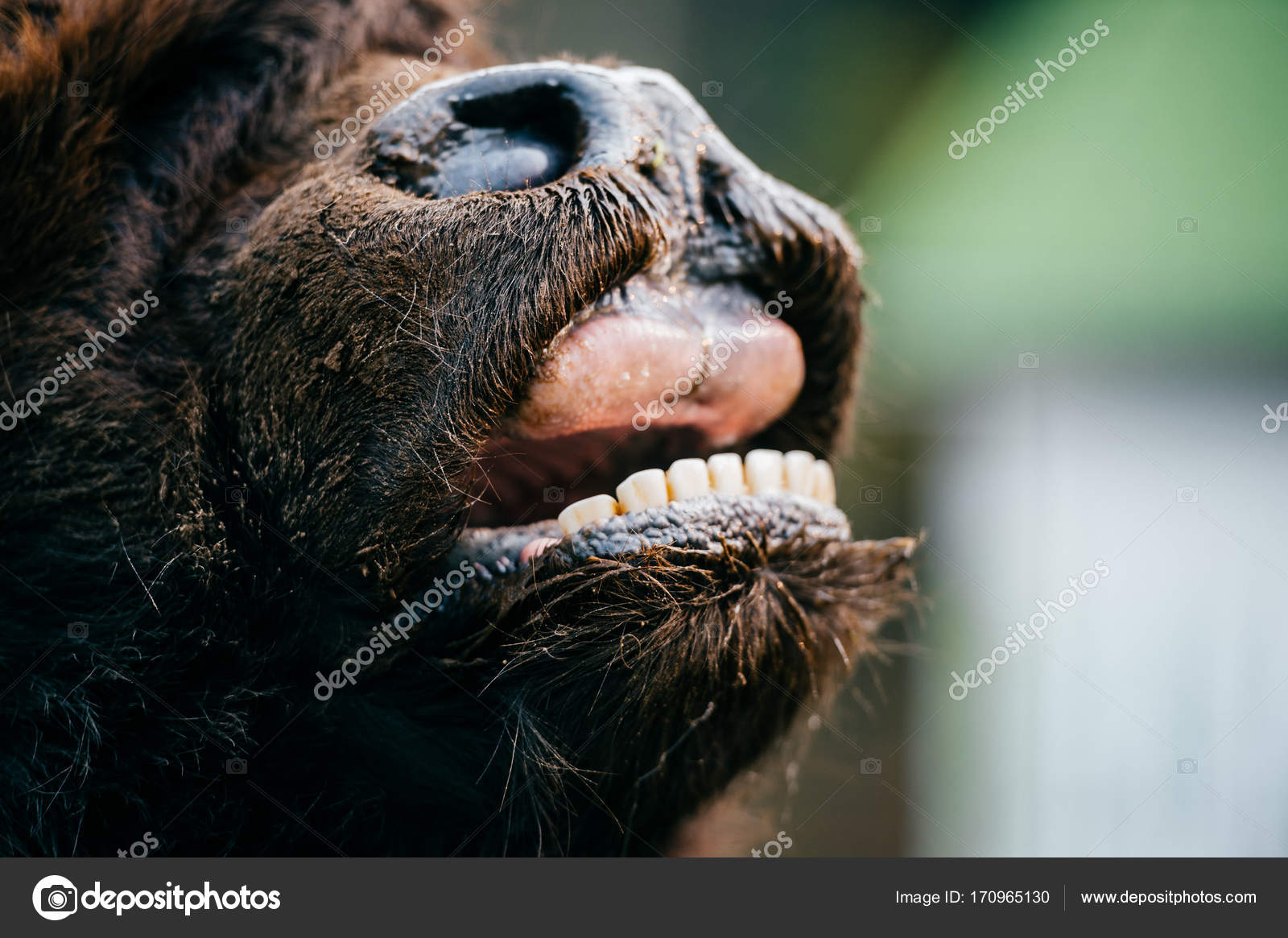 Scary fearful weird odd beast howling. Wild dangerous animal outdoor closeup portrait. Strong huge yak monster terrible jaws. Mouth wide opened. Buffalo teeth, mouth and tongue. Primal animal terror. Stock Photo by © Scary fearful weird odd beast howling. Wild dangerous animal outdoor closeup portrait. Strong huge yak monster terrible jaws. Mouth wide opened. Buffalo teeth, mouth and tongue. Primal animal terror. Stock Photo by ©