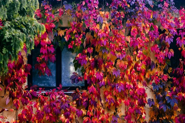 Old cozy house in european style. Wall with reflections in window. Multicolored ivy leaves at vintage frontage. Colorful beautiful autumn wallpaper. Vegetation on building. Healing colors in nature.