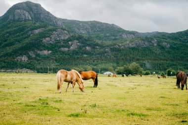 Norveç 'te vahşi yaşam. İskandinav fiyortları otlaktaki güzel atlar yaz yağmurlu havalarda çim yerler. Bulutlu gökyüzü. Arka planda dağlar. Taşlar. Komik memeli hayvanlar. Kırsal. Seyahat et. Doğa.