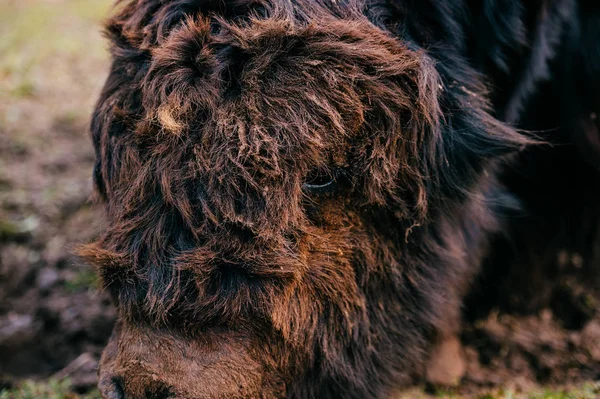 Closeup artistic portrait of primal ancient beast muzzle. Furry and funny mammoth hairy face. Prehistoric and endangered species in zoo. Wild danger angry mammal animal. Mongolian yak in wild terrain — Stock Photo, Image