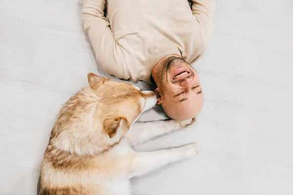 Feliz homem adulto rindo deitado no chão de madeira. Emoções masculinas carecas. Um tipo com o seu cão siberiano em casa. Adoro animais. Doméstico mamífero filhote lambendo orelha proprietário. Tempo de lazer expressivo engraçado . — Fotografia de Stock