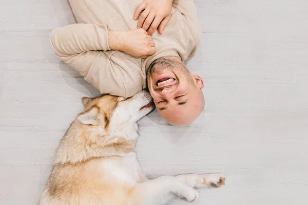 Gelukkig lachen volwassen man liggen op de houten vloer. Kale mannelijke emoties. Man met zijn Siberische husky hond thuis. Hou van dieren. Binnenlandse zoogdier pup likken eigenaar oor. Grappige expressieve vrijetijd. — Stockfoto