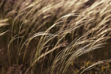 Tüy çim rüzgarda, güzel açık arka plan