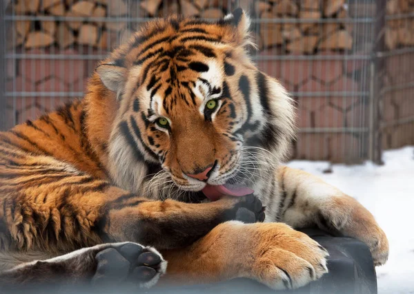 Big siberian tiger behind bars in a zoo