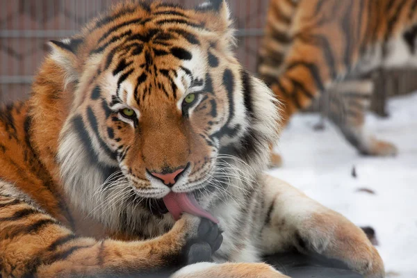 Big syberian tiger behind bars in a zoo