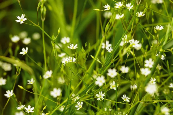 Mały biały Las kwiatów, piękne lato kwiatów backgro — Zdjęcie stockowe