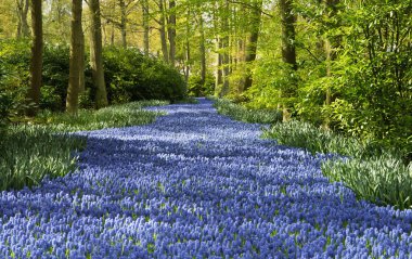 Mor çiçekler bahar ormandaki nehir. Keukenhof, Netherl