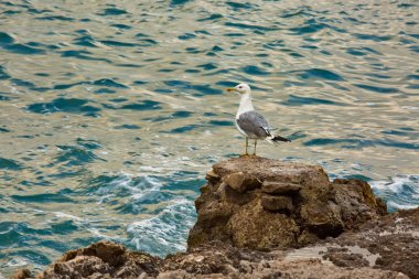 Martı uçurumdan masmavi denizin üzerinde yaz açık