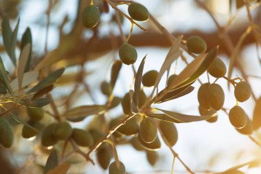 Sabah güneşin zeytin dalı