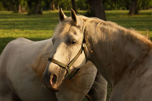 Όμορφο τοπίο με λευκά άλογα στο βοσκότοπο υπό βελανιδιές — Φωτογραφία Αρχείου