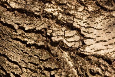 Ceviz ağacı kabuk dokusu, doğal ahşap arka plan