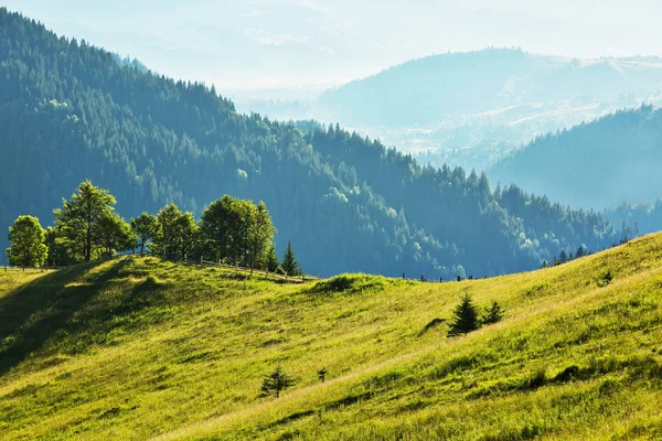 美しい夏の山は番目のいくつかの木のある風景します。 — ストック写真