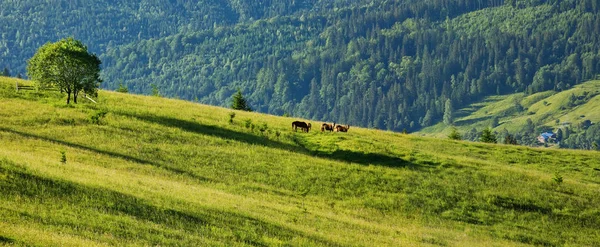 Hermoso paisaje de montaña de verano con árboles y caballos en —  Fotos de Stock