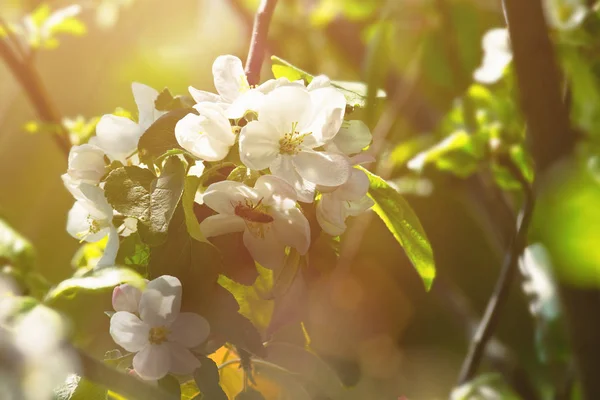 Fleur de pommier, beau thème printanier — Photo