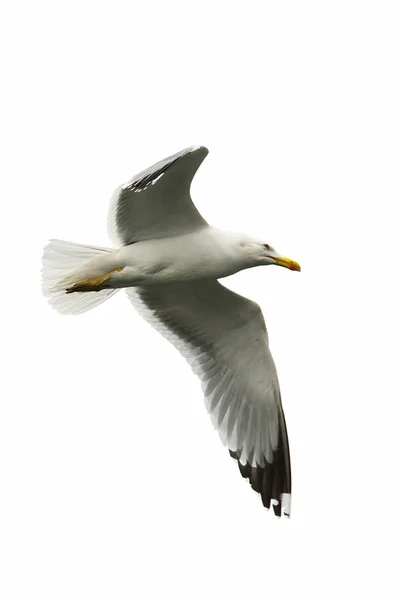 นกนางนวลแยกตัวบนสีขาว — ภาพถ่ายสต็อก